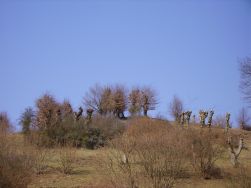 schafslaubbaeume